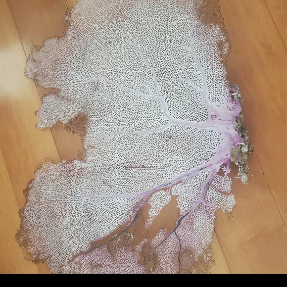 Huge fan coral - Picture 3 of 4